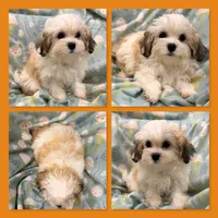 AKC Sugar's Female #4, a female Shichon for sale in Xenia, IL – 1 of 1