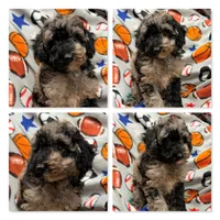 AKC Iris's Black/Silver Merle Male #1, a male Poodle - Miniature  for sale in Xenia, IL – 1 of 1