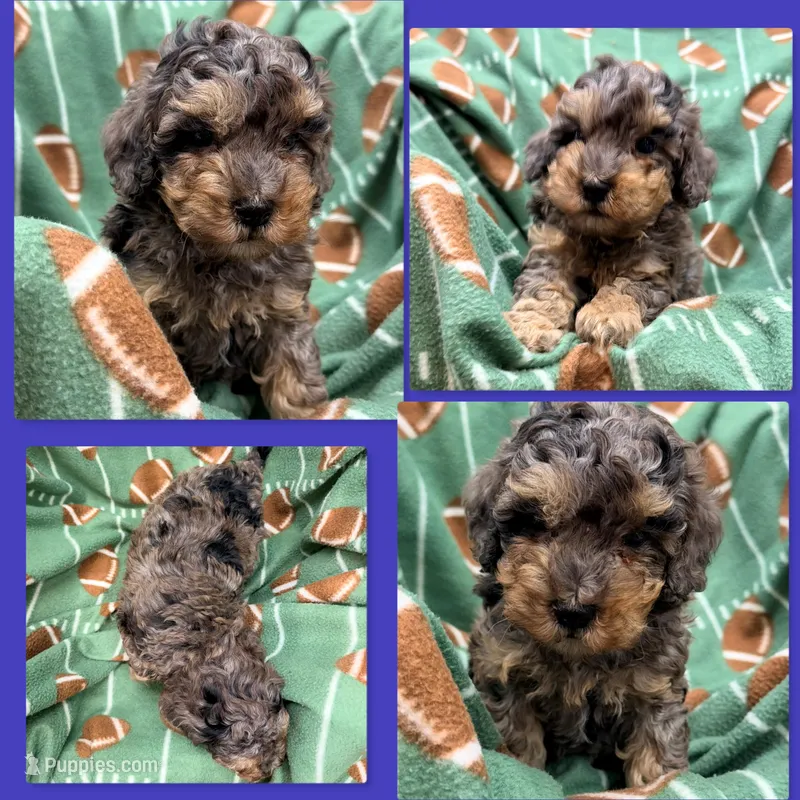 AKC Millie's Male #1 – Poodle - Miniature  puppy for sale in Xenia, IL