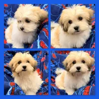 AKC Peace's Male #2, a male Shichon for sale in Xenia, IL – 1 of 1