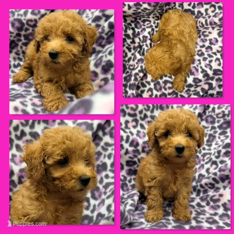 AKC Jane's Female #4 – Poodle - Toy  puppy for sale in Xenia, IL