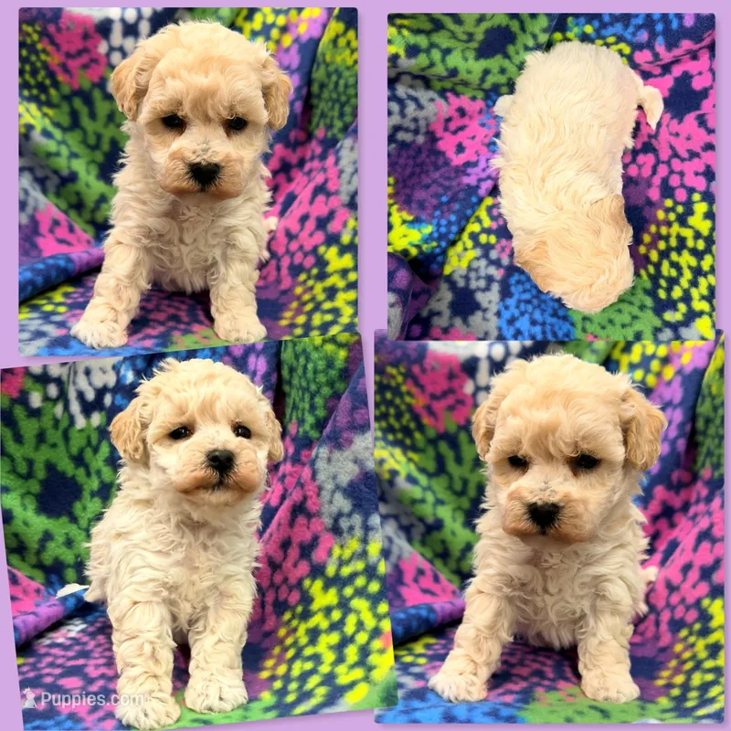 AKC Echo's Female #1