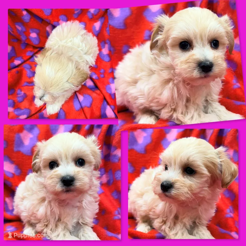 AKC Vickie's Female #1, a female Maltipoo for sale in Xenia, IL – Photo 1 of 1