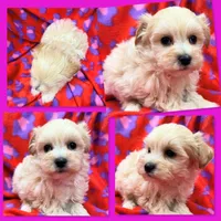 Photo of AKC Vickie's Female #1