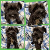 AKC Rina's Male #1, a male Miniature Schnauzer for sale in Xenia, IL – Photo 2 of 2