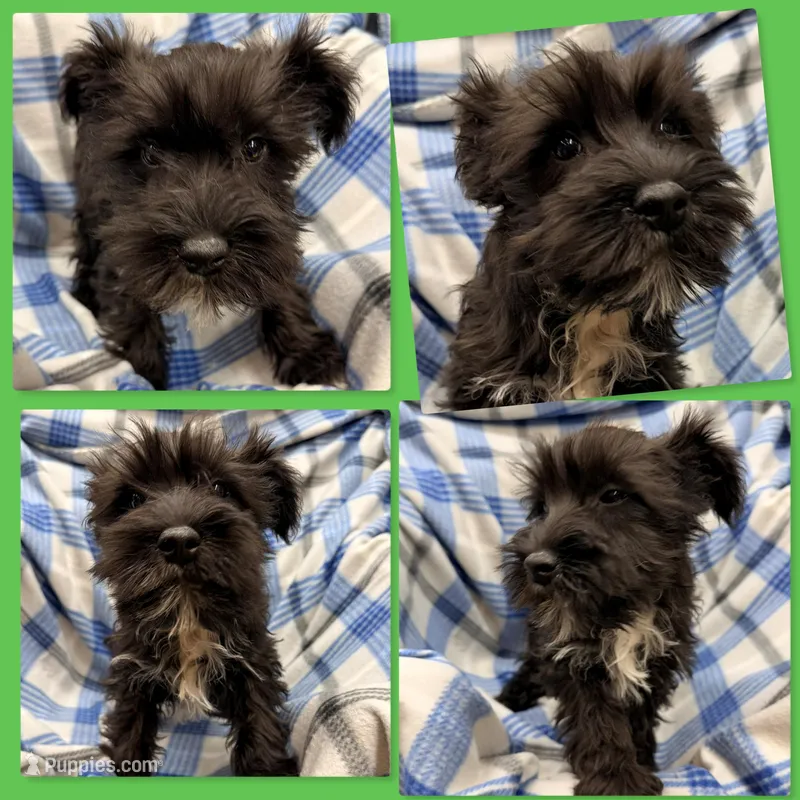 AKC Rina's Male #1 – Miniature Schnauzer puppy for sale in Xenia, IL