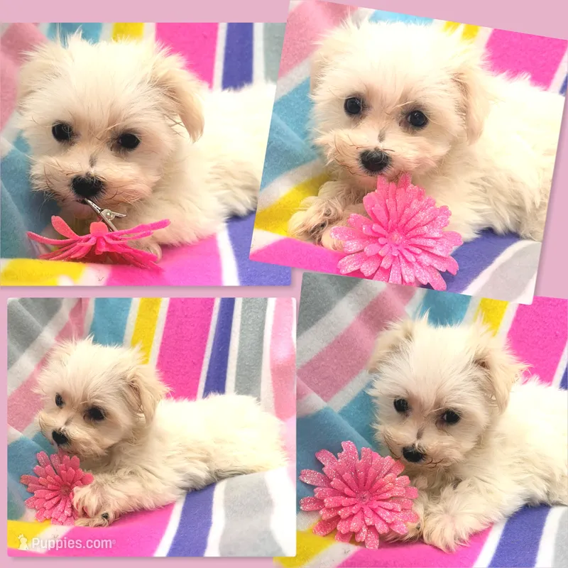 AKC Tara's Female – Maltese puppy for sale in Xenia, IL