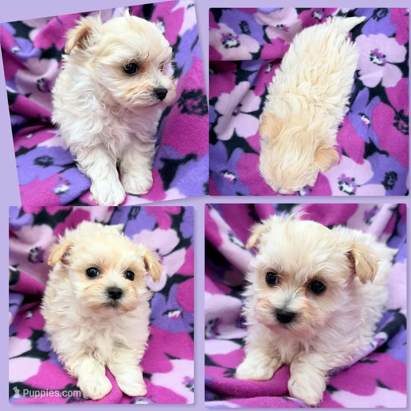 AKC Vickie's Female #3, a female Maltipoo for sale in Xenia, IL – Photo 1 of 1