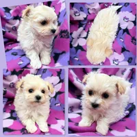 Photo of AKC Vickie's Female #3