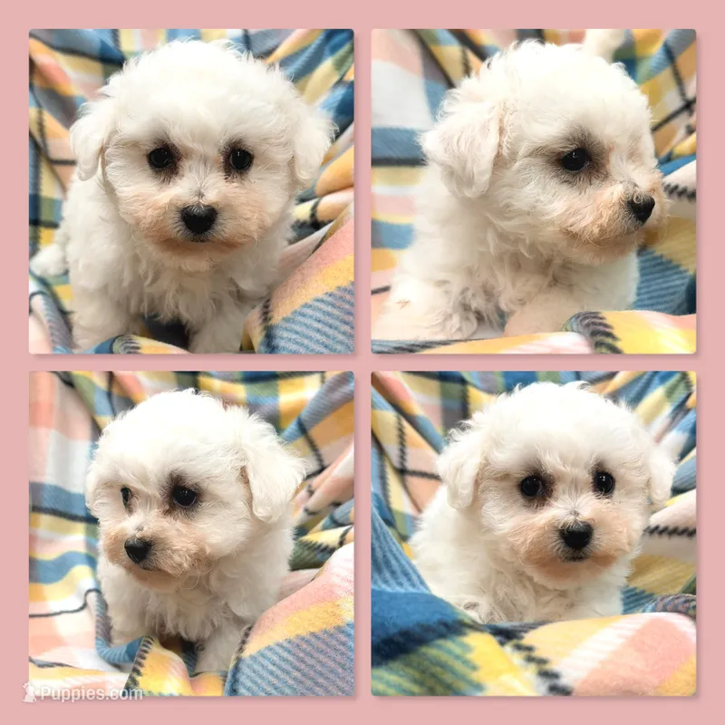 AKC Shimmer's Female – Bichon Frise puppy for sale in Xenia, IL
