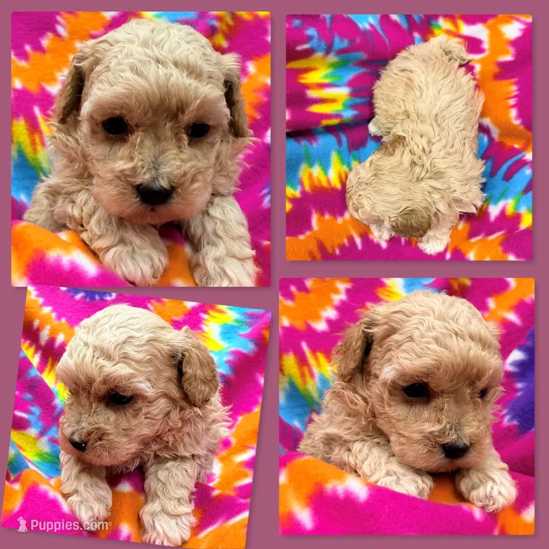 AKC Vivian's Female #2