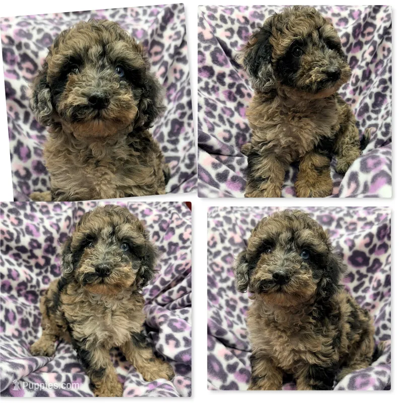 AKC Iris's Black/Silver/Apricot Female – Poodle - Miniature  puppy for sale in Xenia, IL