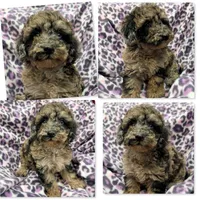 AKC Iris's Black/Silver/Apricot Female, a female Poodle - Miniature  for sale in Xenia, IL – 1 of 1
