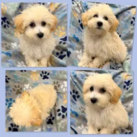 AKC Vickie's Male #1, a male Maltipoo for sale in Xenia, IL – 1 of 1