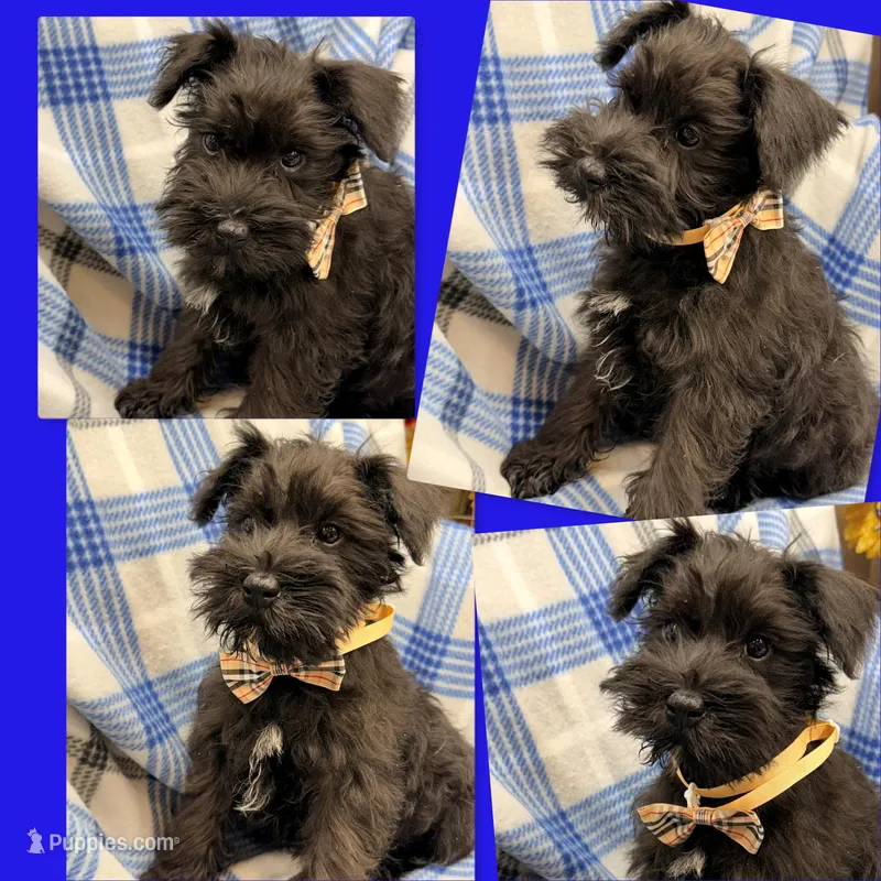 AKC Margaret's Male #1 – Miniature Schnauzer puppy for sale in Xenia, IL