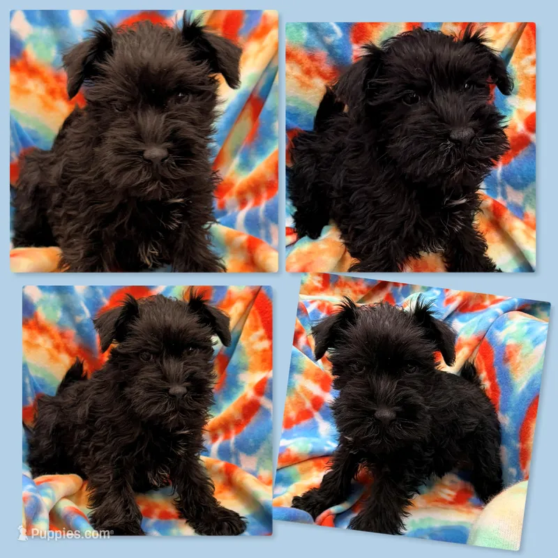 AKC Margaret's Male #1, a male Miniature Schnauzer for sale in Xenia, IL – Photo 1 of 1