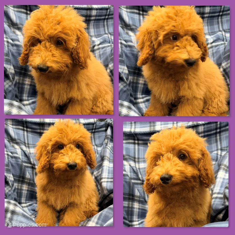 AKC Iris's Deep Red Male #2 – Poodle - Toy , Poodle - Miniature  puppy for sale in Xenia, IL
