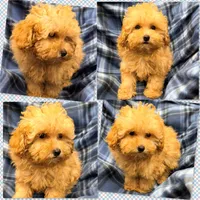 AKC Tiddle's TCUP Male #1, a male Poodle - Toy  for sale in Xenia, IL – 1 of 1