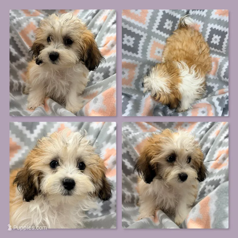 AKC Sugar's Female #1 – Shichon puppy for sale in Xenia, IL