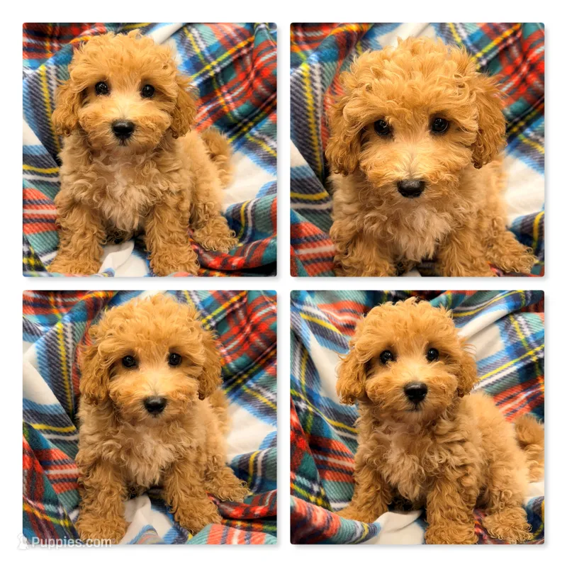 AKC Patience's Male #1 – Bichpoo puppy for sale in Xenia, IL