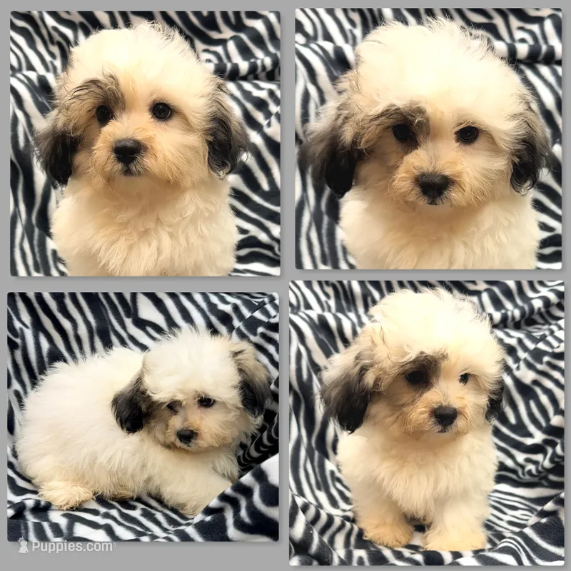 AKC Adi's Male – Shichon puppy for sale in Xenia, IL