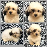 AKC Adi's Male, a male Shichon for sale in Xenia, IL – 1 of 1