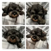 AKC Margaret's Male #3, a male Miniature Schnauzer for sale in Xenia, IL – 1 of 1