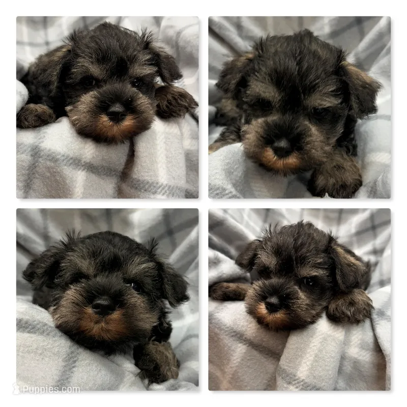 AKC Margaret's Male #3 – Miniature Schnauzer puppy for sale in Xenia, IL