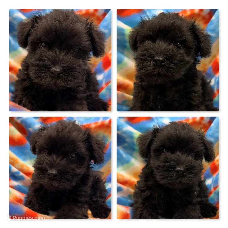 AKC Margaret's Male #2 – Miniature Schnauzer puppy for sale in Xenia, IL
