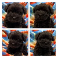 AKC Margaret's Male #2, a male Miniature Schnauzer for sale in Xenia, IL – 1 of 1