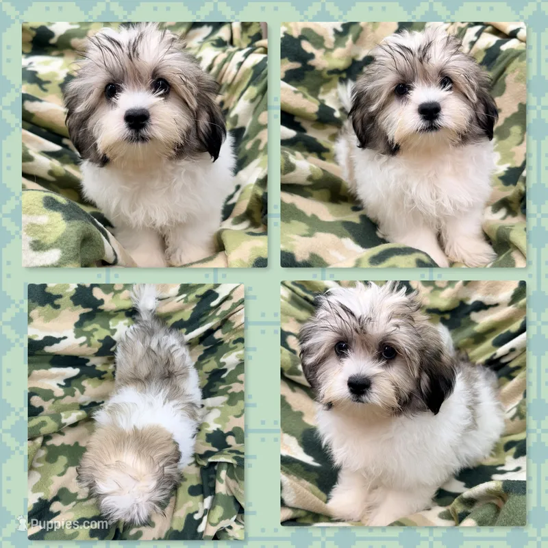 AKC Dolly's Male – Mal Shi puppy for sale in Xenia, IL
