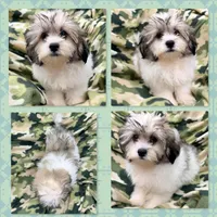 AKC Dolly's Male, a male Mal Shi for sale in Xenia, IL – 1 of 1