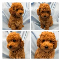AKC Maya's Male #1, a male Poodle - Toy  for sale in Xenia, IL – 1 of 1