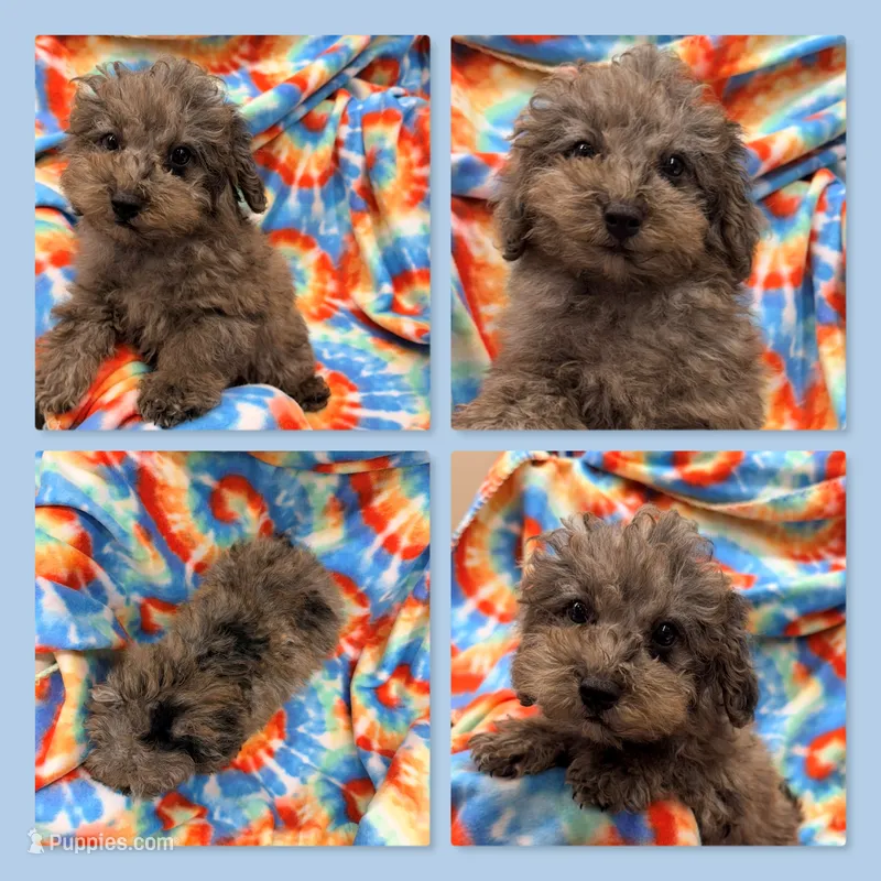 AKC Millie's Male #2 – Poodle - Miniature  puppy for sale in Xenia, IL