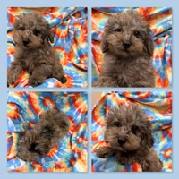 AKC Millie's Male #2, a male Poodle - Miniature  for sale in Xenia, IL – 1 of 1