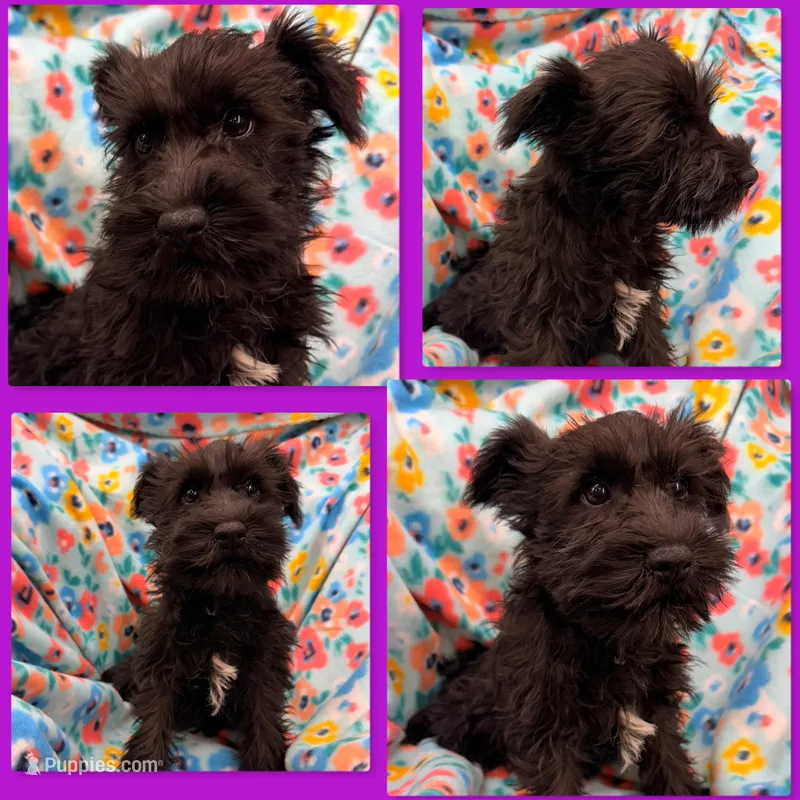 AKC Rina's Female #1 – Miniature Schnauzer puppy for sale in Xenia, IL