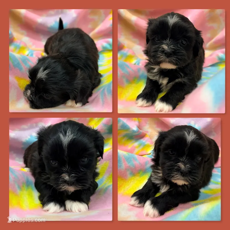 AKC Ambrosia's Female #2 – Mal Shi puppy for sale in Xenia, IL