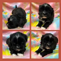 AKC Ambrosia's Female #2, a female Mal Shi for sale in Xenia, IL – 1 of 1