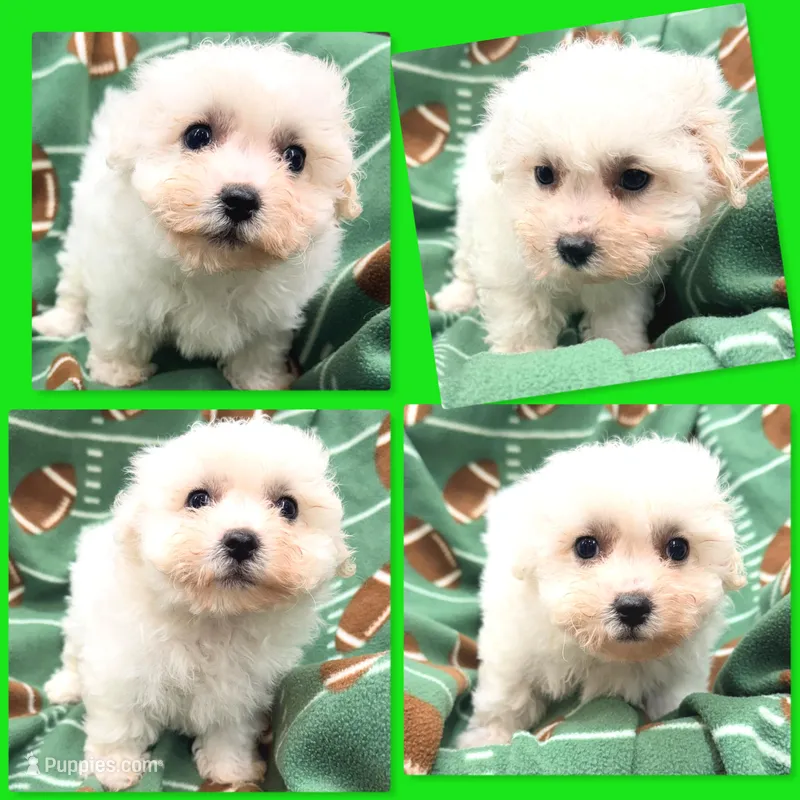 AKC Shimmer's Male – Bichon Frise puppy for sale in Xenia, IL