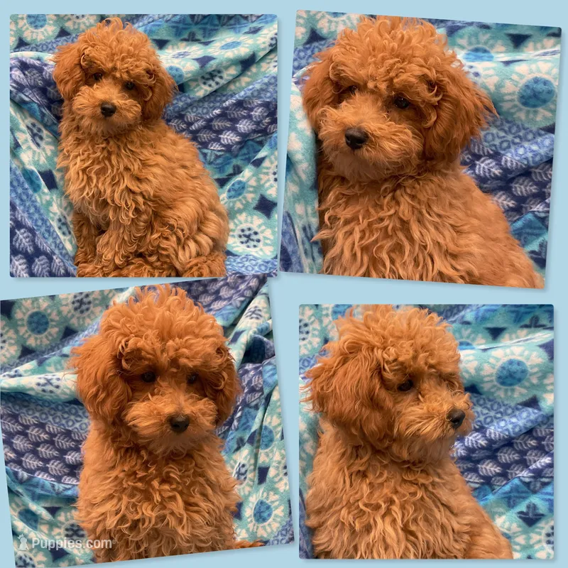 AKC Maya's Male #2 – Poodle - Toy  puppy for sale in Xenia, IL