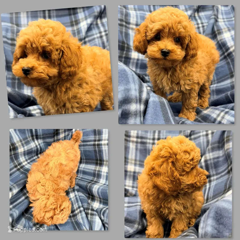 AKC Maya's Male #2 – Poodle - Toy  puppy for sale in Xenia, IL