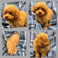 AKC Maya's Male #2, a male Poodle - Toy  for sale in Xenia, IL – 1 of 1