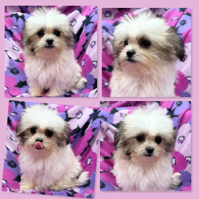 AKC Adi's Tiny Female #2 – Shichon puppy for sale in Xenia, IL