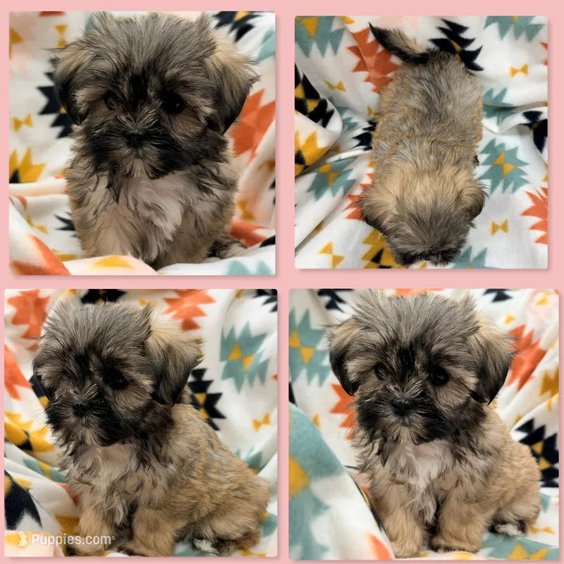 AKC Ambrosia's Female #1 – Mal Shi puppy for sale in Xenia, IL