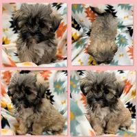 AKC Ambrosia's Female #1, a female Mal Shi for sale in Xenia, IL – 1 of 1