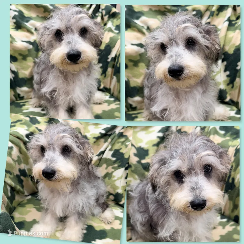 AKC Gabriella's Male – Schnoodle puppy for sale in Xenia, IL