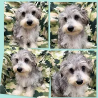 AKC Gabriella's Male, a male Schnoodle for sale in Xenia, IL – 1 of 1