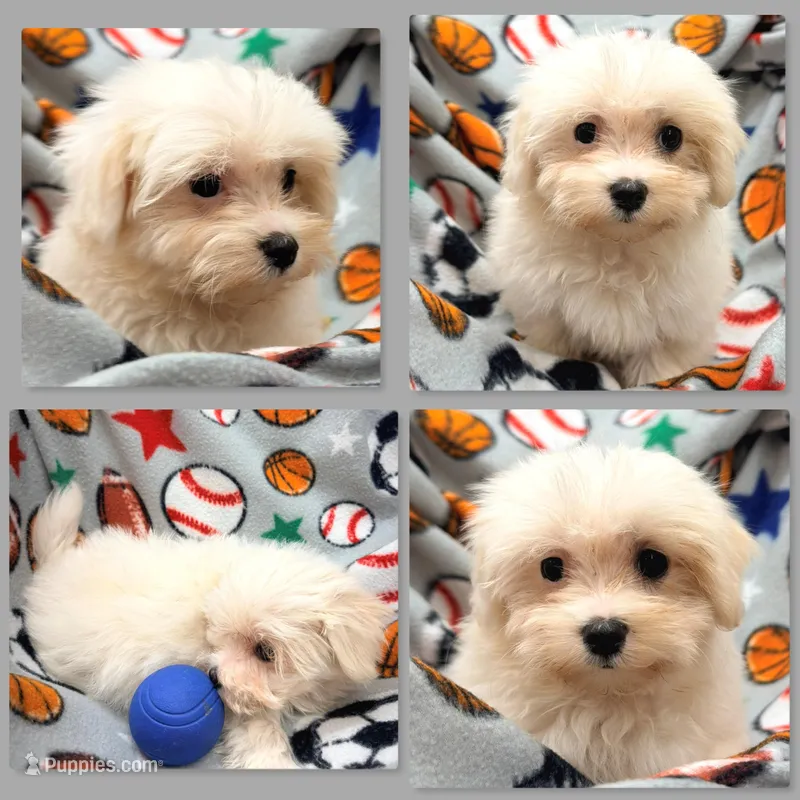 AKC Tara's Male – Maltese puppy for sale in Xenia, IL