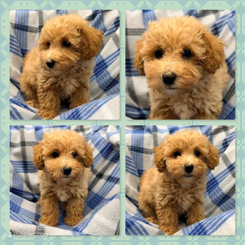 AKC Patience's Male #2 – Bichpoo puppy for sale in Xenia, IL