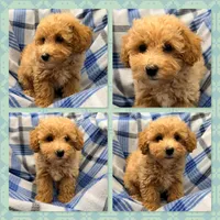 AKC Patience's Male #2, a male Bichpoo for sale in Xenia, IL – 1 of 1